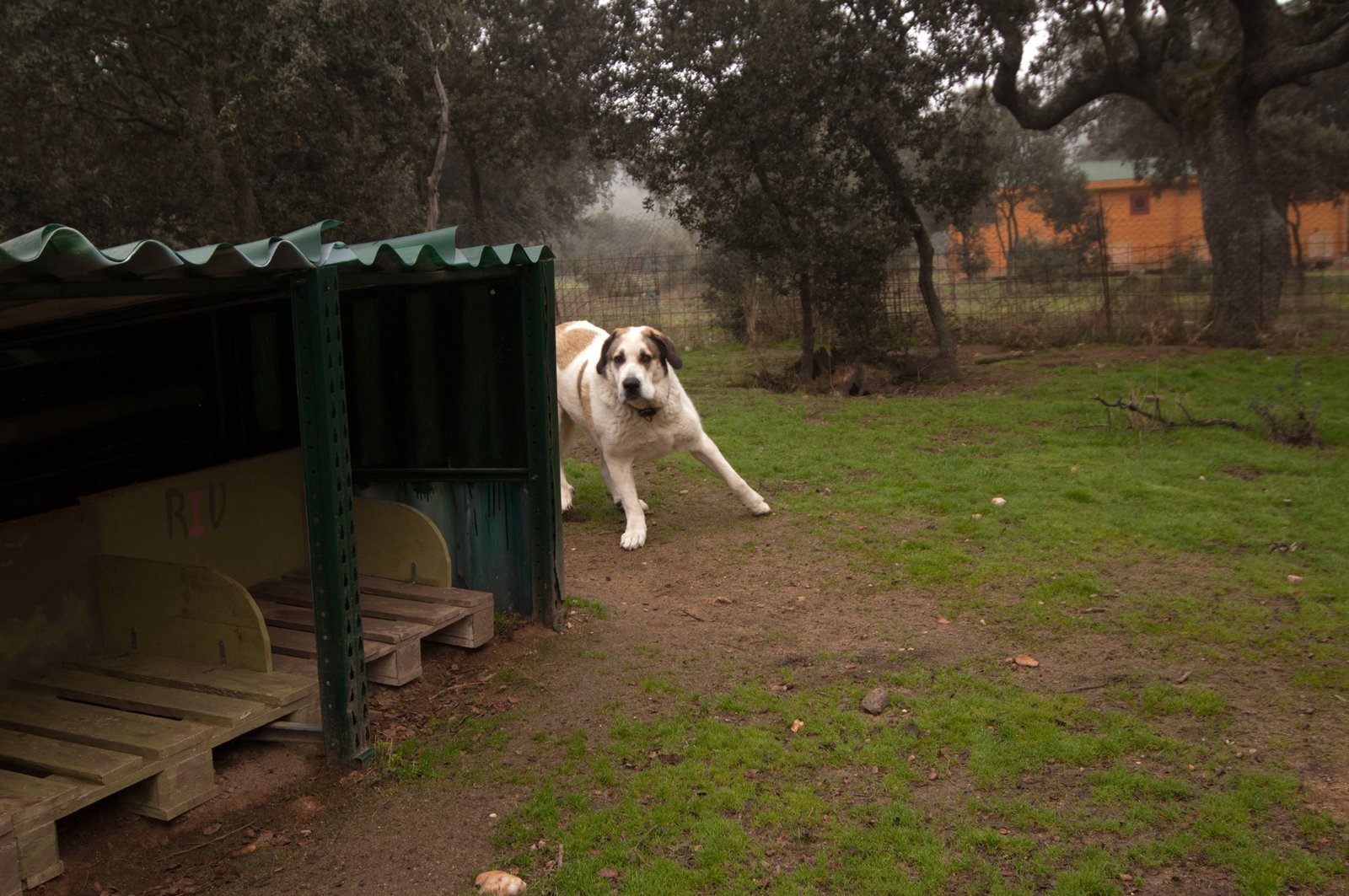 residencia canina campamento peludosos