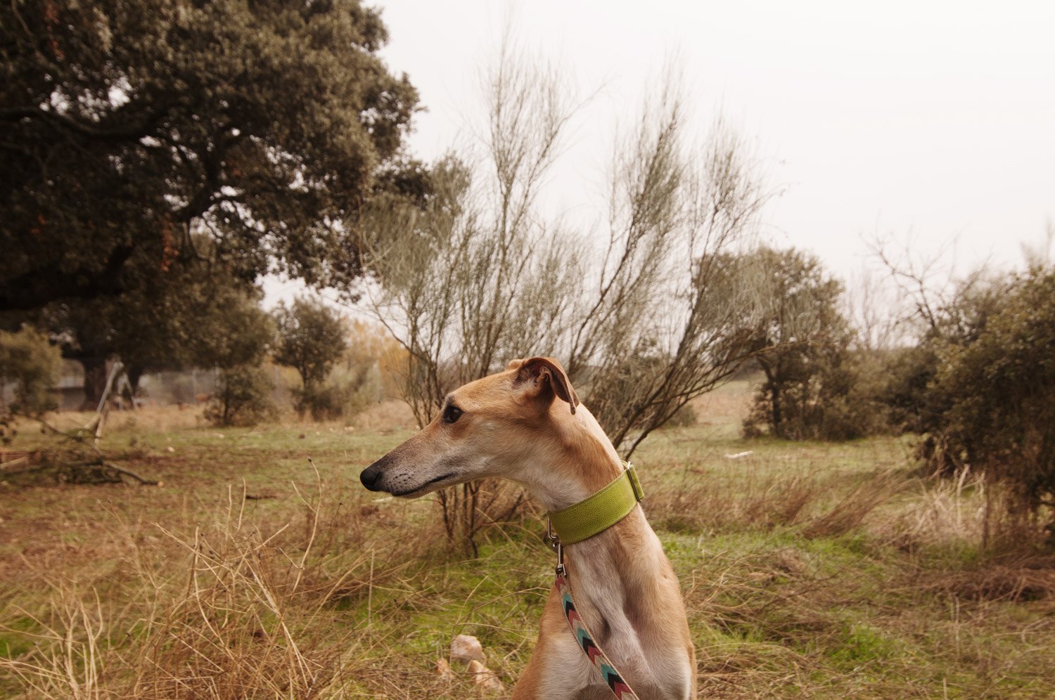 residencia canina campamento peludosos