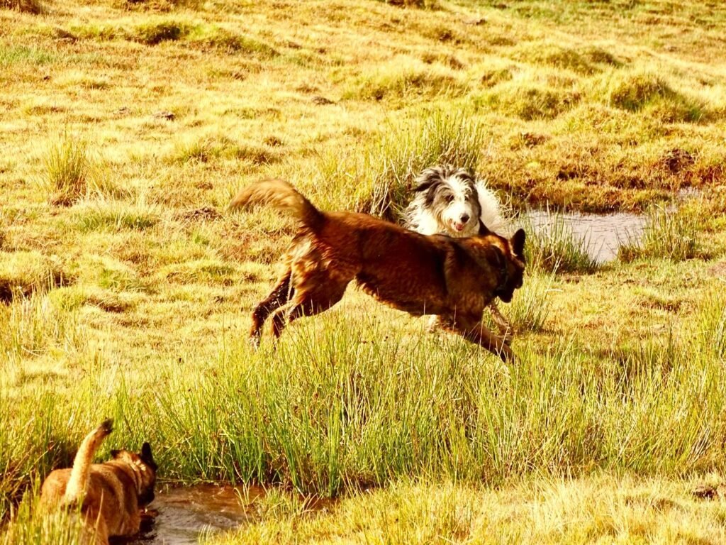 hotel canino be more dog