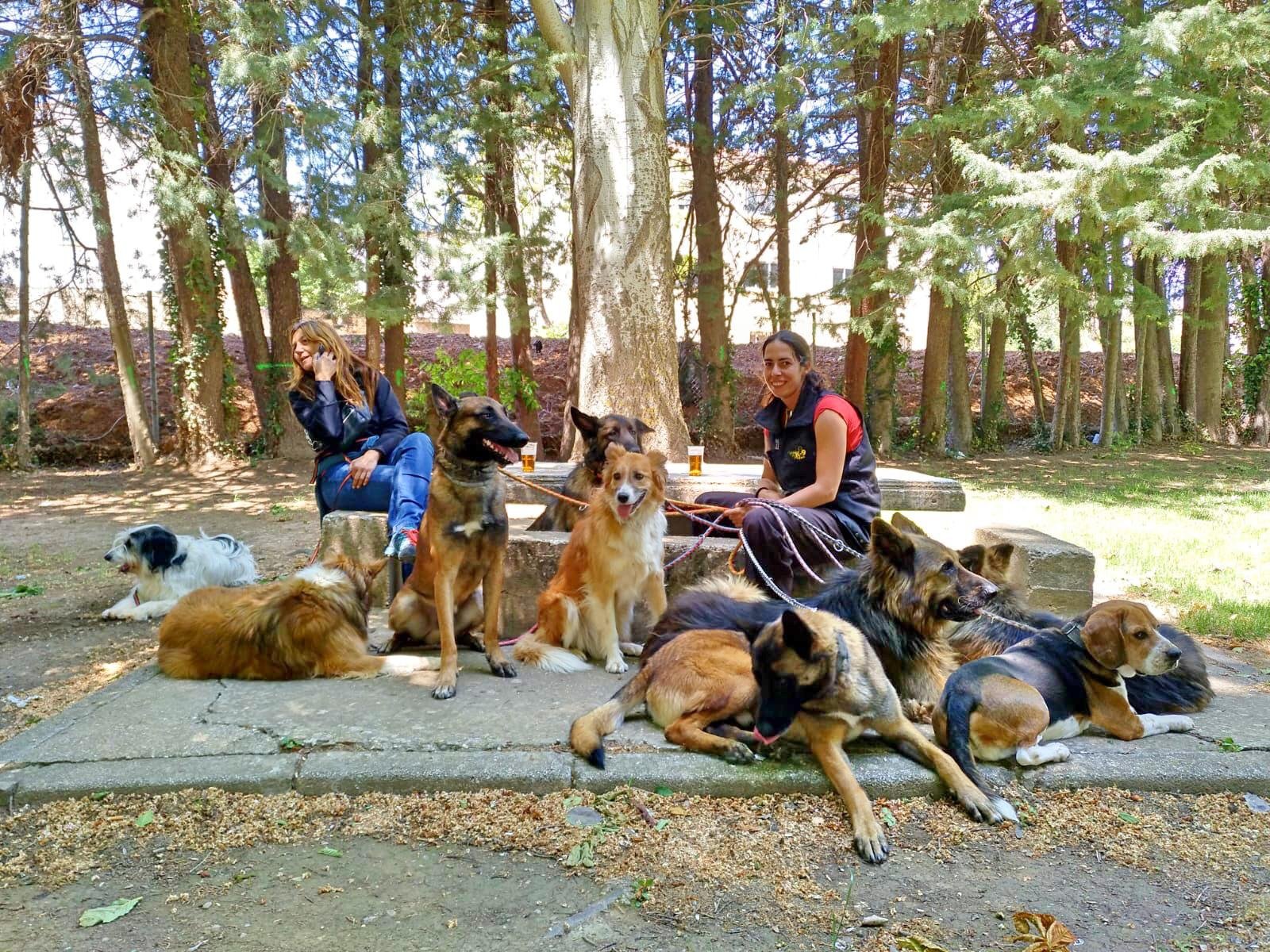 alojamiento canino be more dog