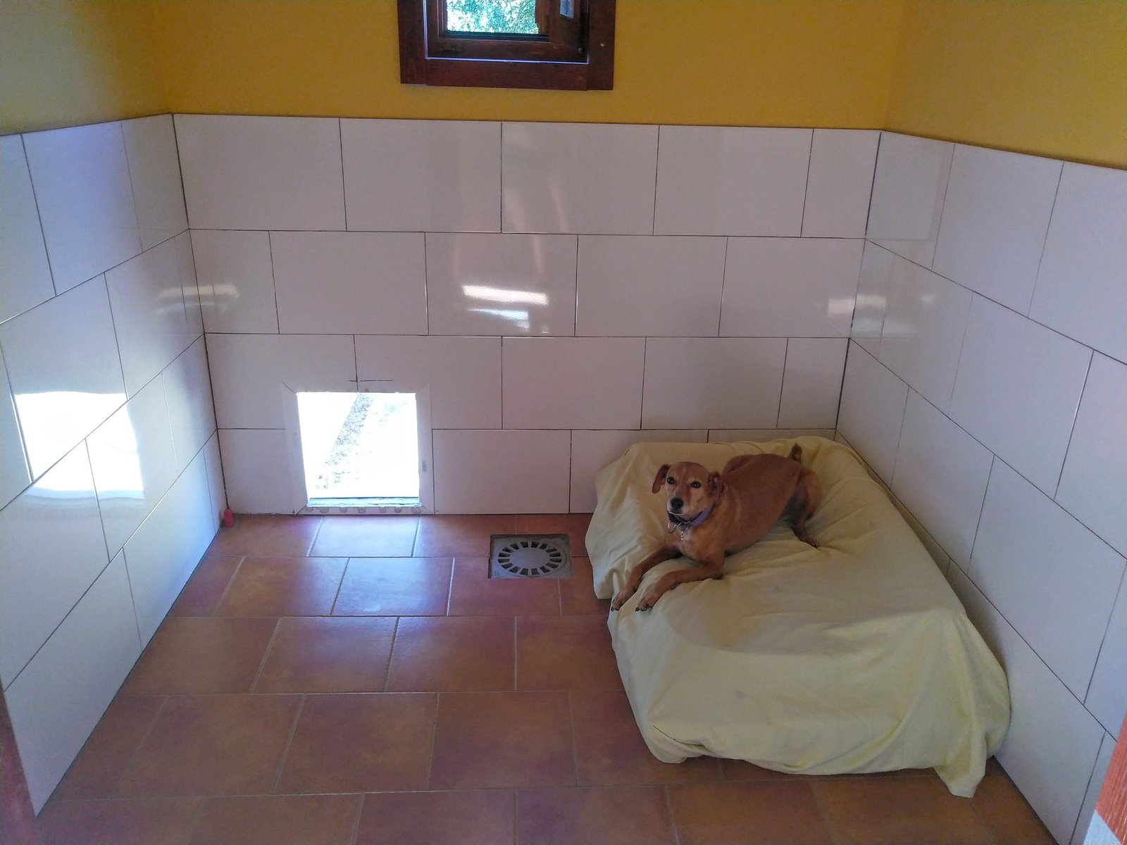 residencia canina campamento peludosos