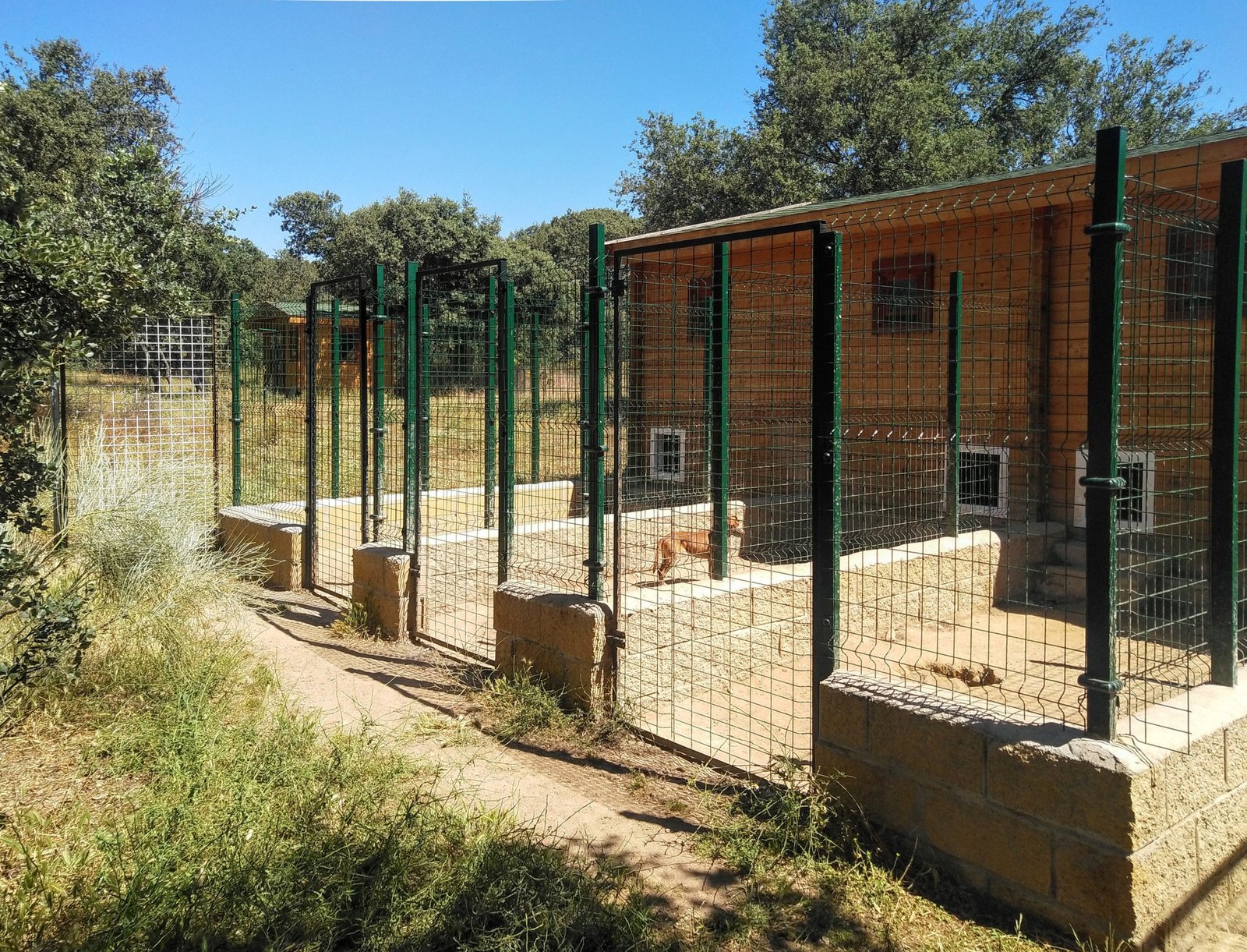 residencia canina campamento peludosos