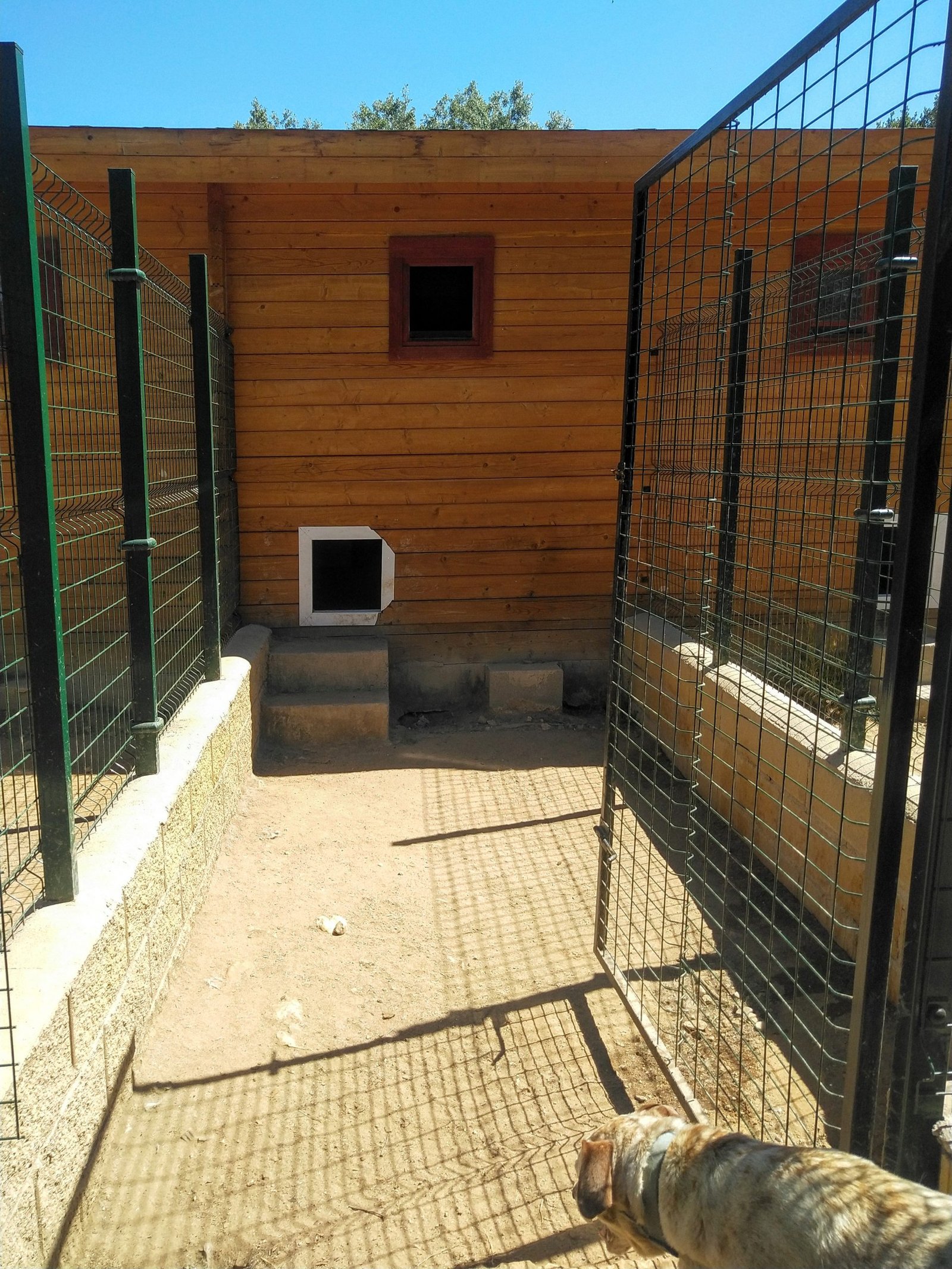 residencia canina campamento peludosos