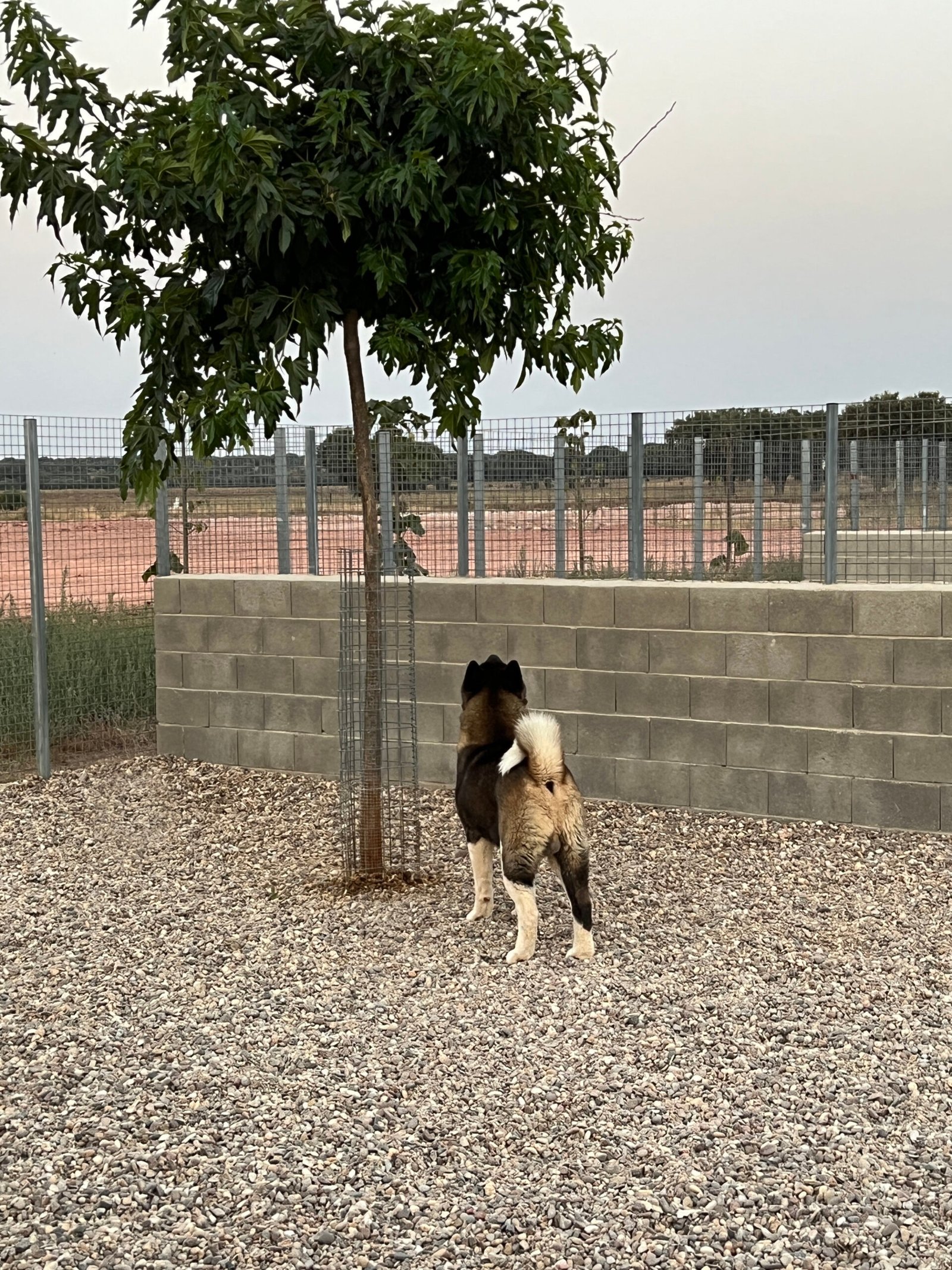 residencia canina mascoteka