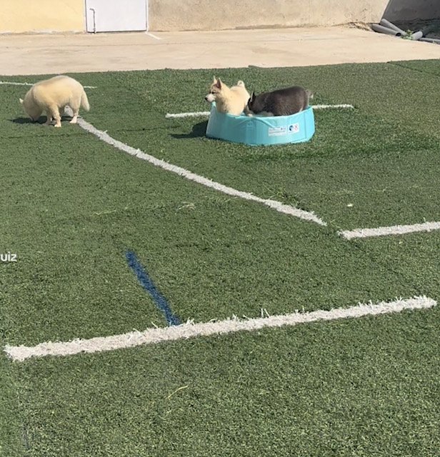 Residencia canina villacharra