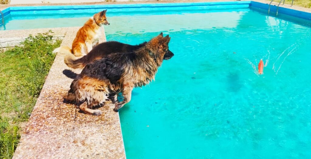 hotel canino be more dog