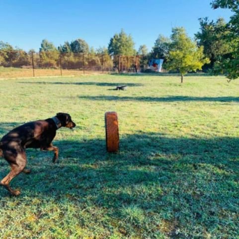 residencia canina rec mascotas