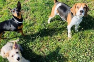 residencia canina rec mascotas