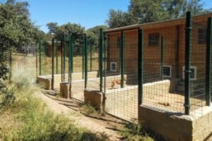 campamento peludosos