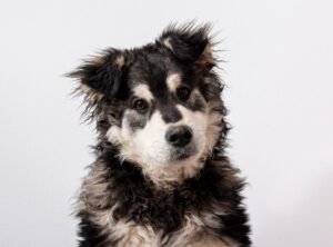 residencia canina mascoteka