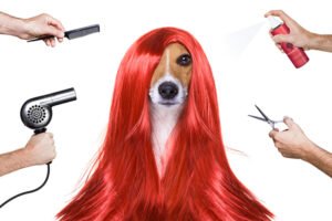 residencia canina mascoteka