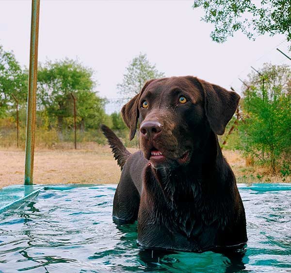 residencia canina rec mascotas