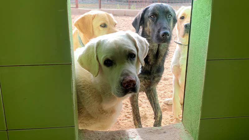 residencia canina rec mascotas