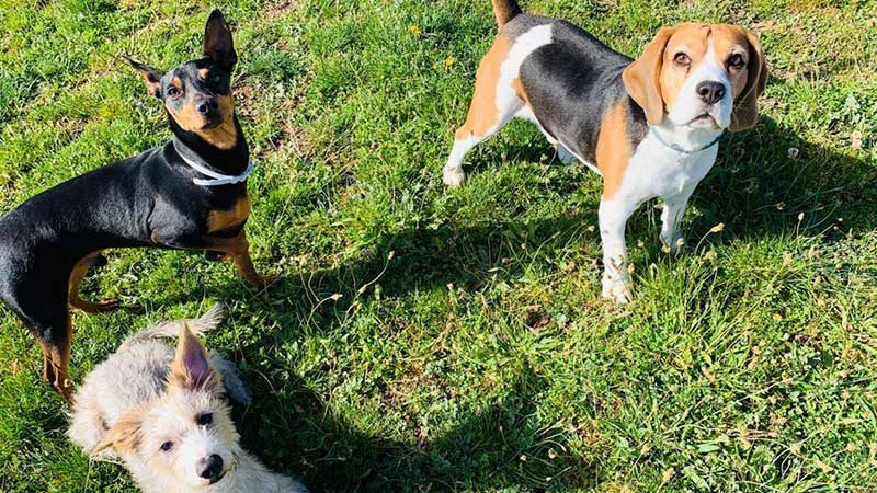 residencia canina rec mascotas