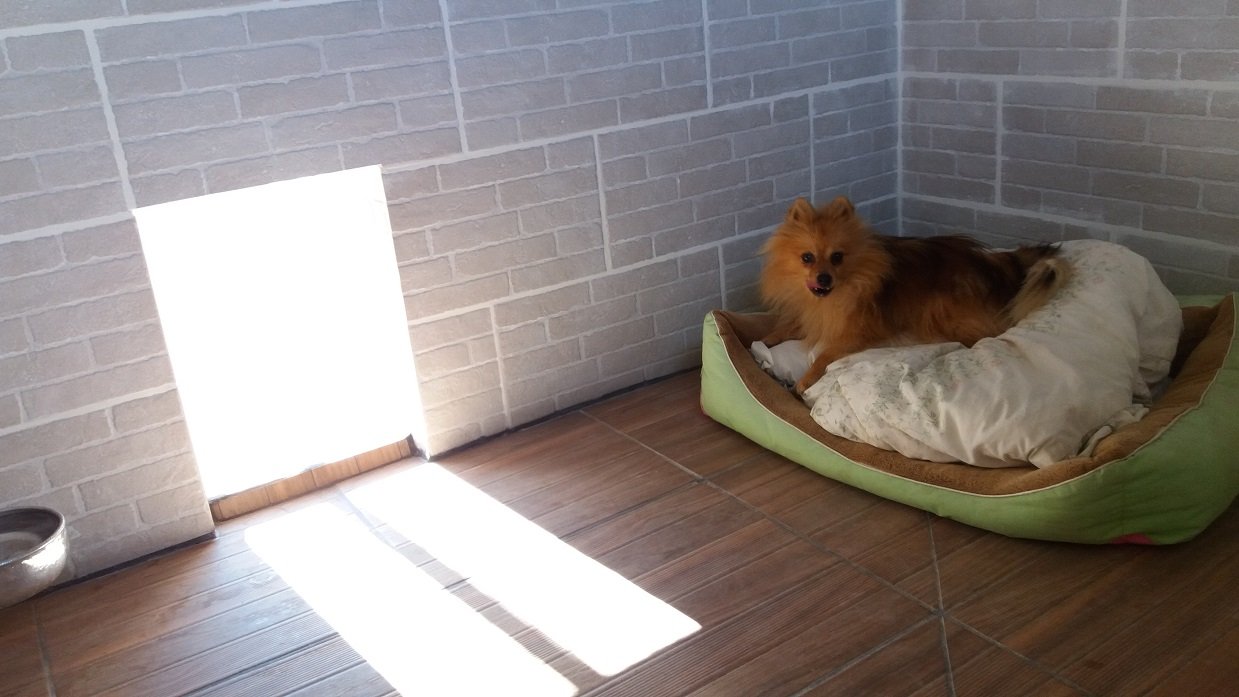 hotel canino proanican