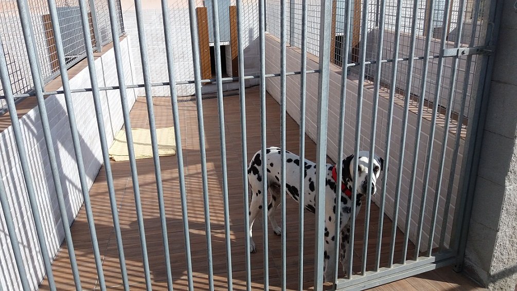 hotel canino proanican