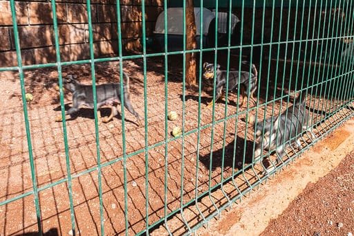 hotel canino don perro