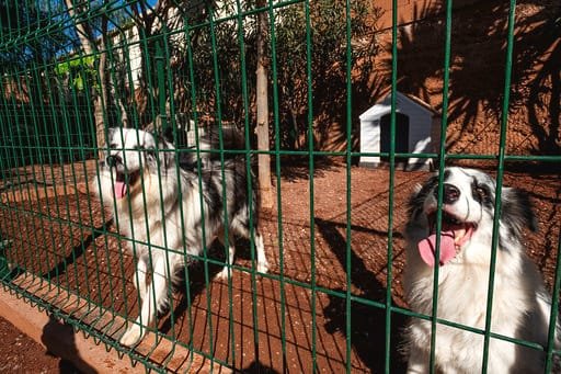 hotel canino don perro