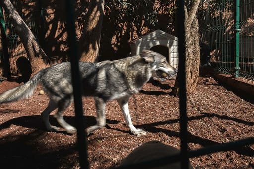 hotel canino don perro