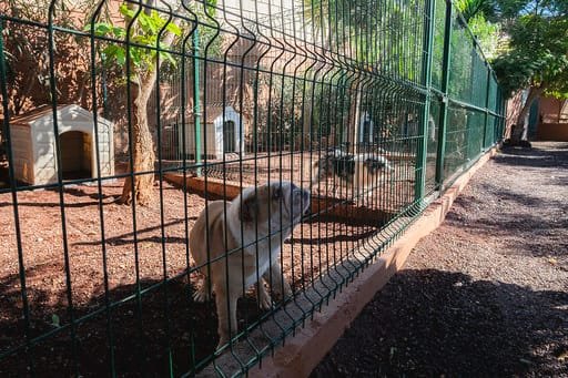 hotel canino don perro