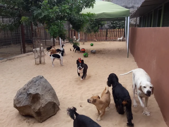 guardería tu centro canino