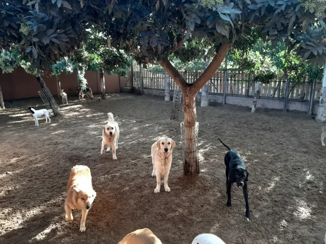 guardería tu centro canino