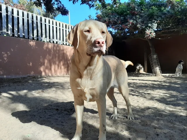 guardería tu centro canino