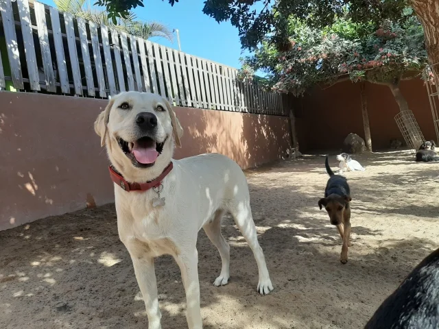 guardería tu centro canino