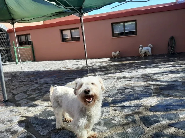guardería tu centro canino