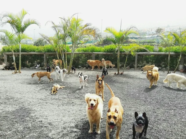 guardería tu centro canino
