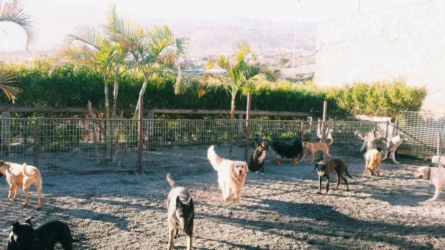 guardería tu centro canino