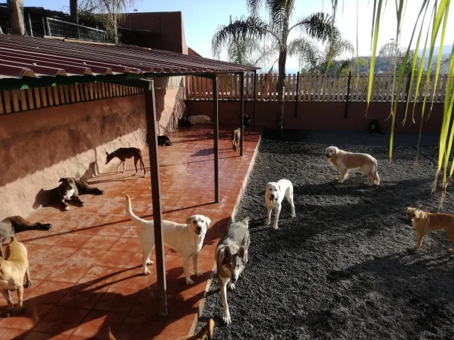 guardería tu centro canino