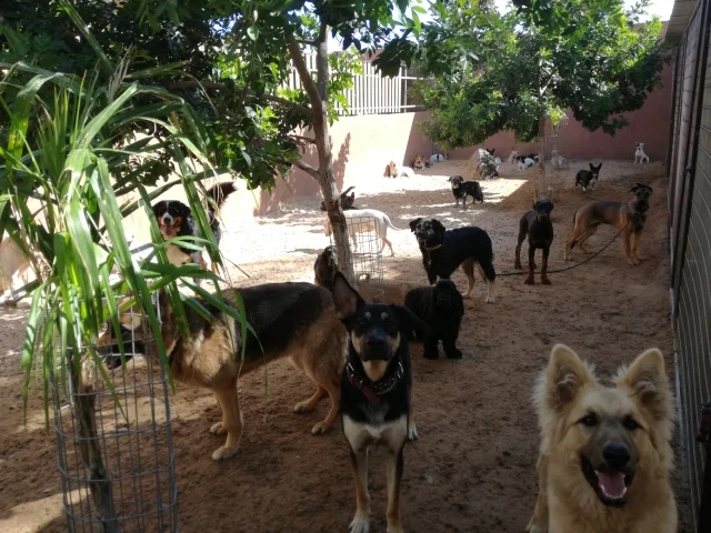 guardería tu centro canino