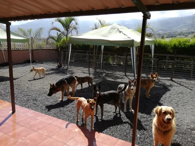 guardería tu centro canino