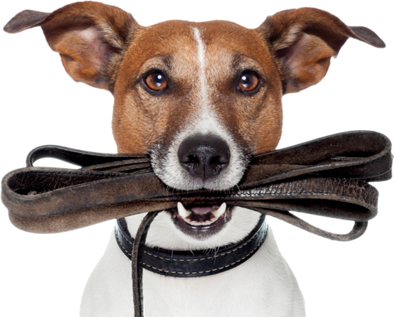 guarderia canina animal family