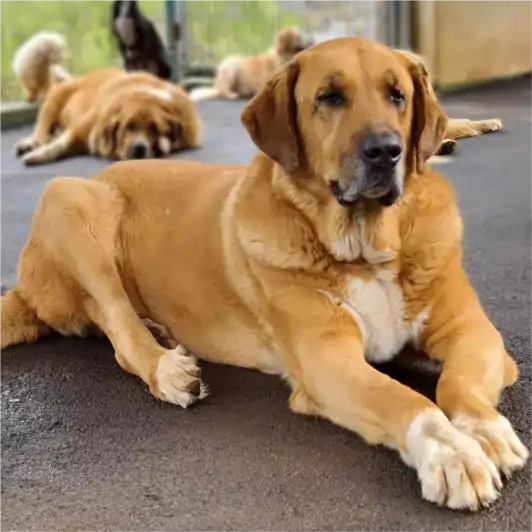 residencia canina el jardín de las mascotas