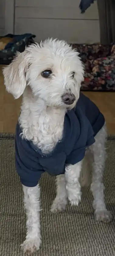 residencia canina el jardín de las mascotas