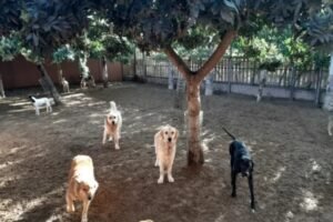 guardería tu centro canino