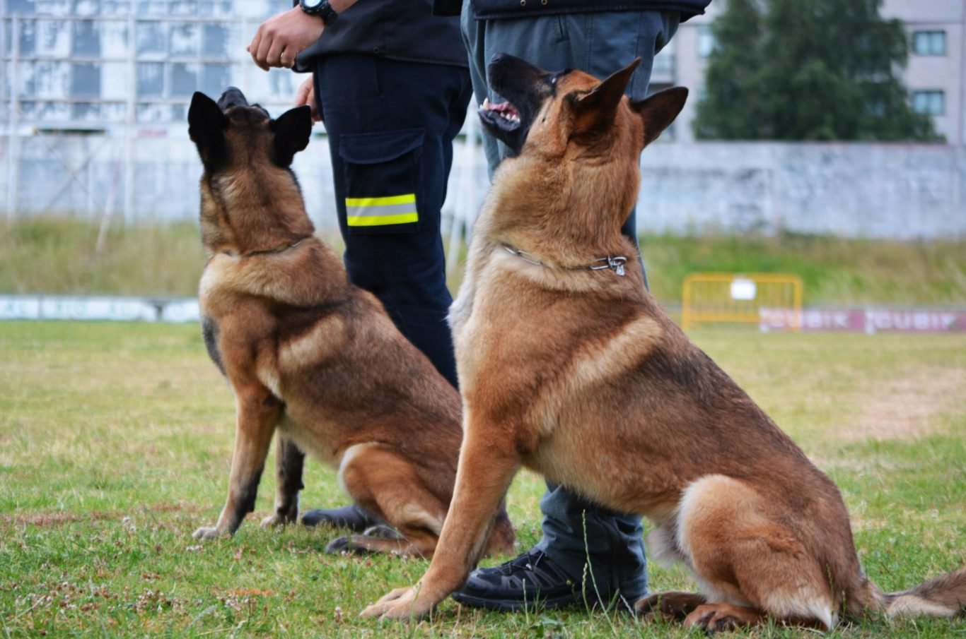 centro canino la trailla