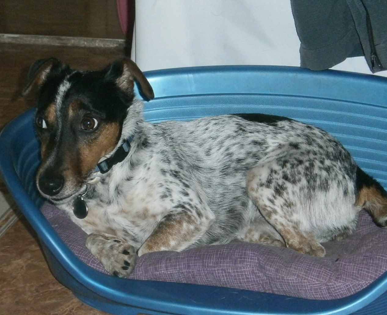 centro canino la trailla