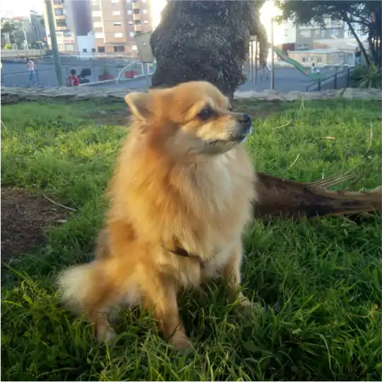 residencia canina el jardín de las mascotas