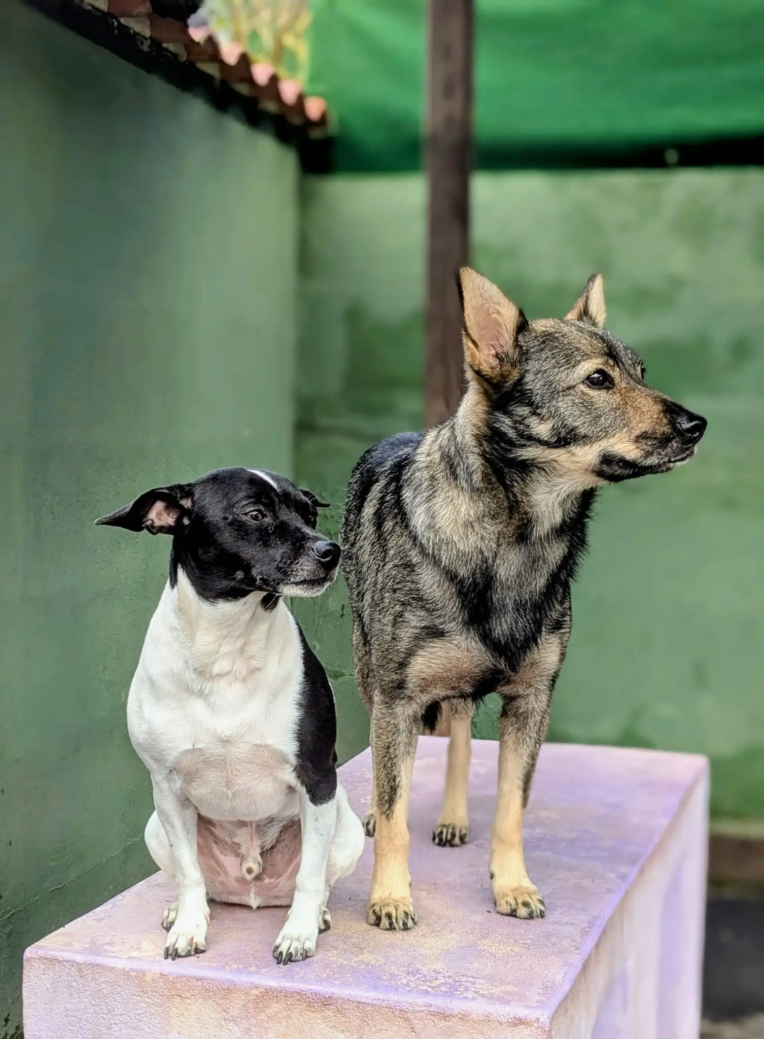 residencia canina el jardín de las mascotas