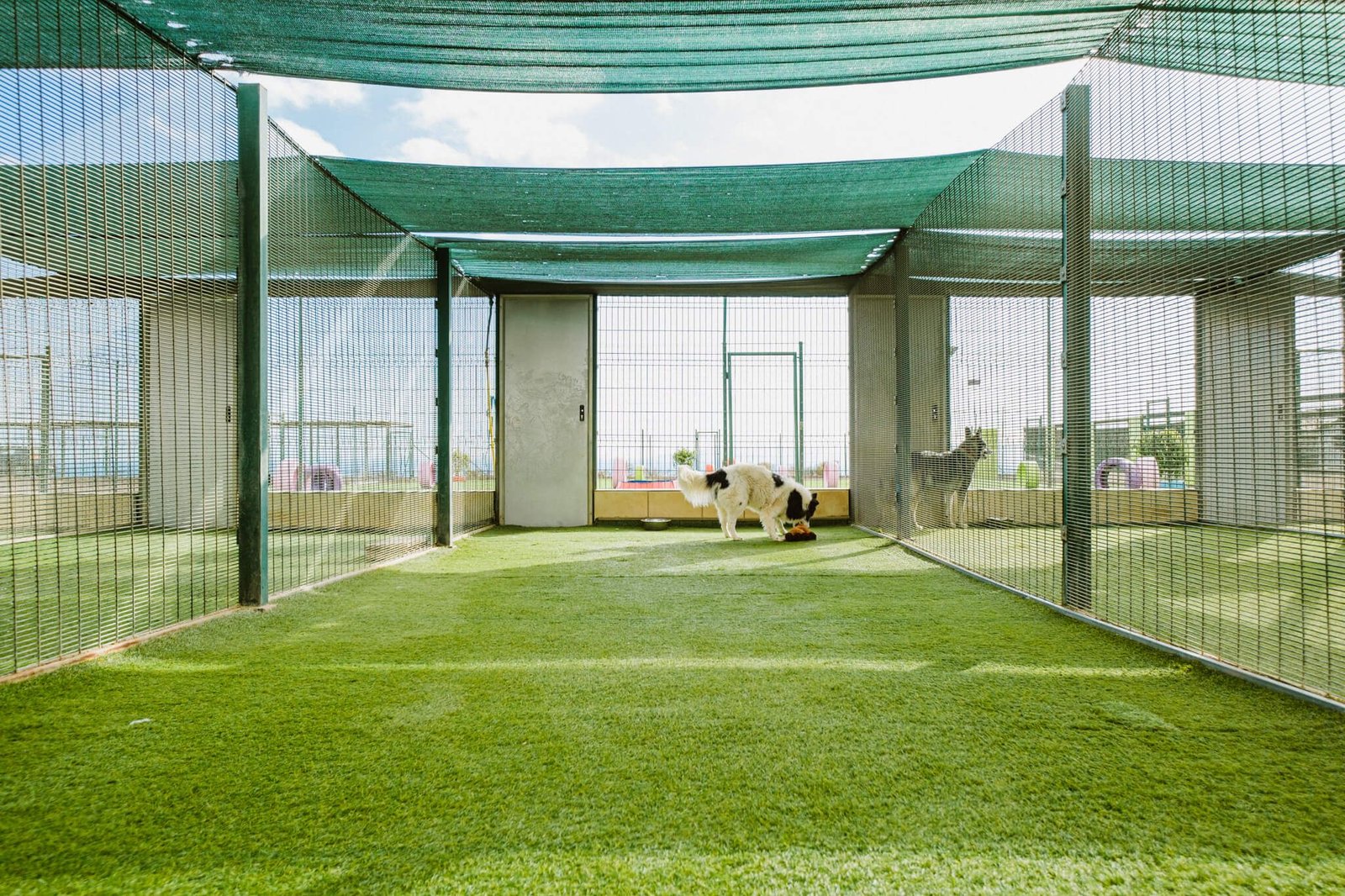 residencia canina koala pets home