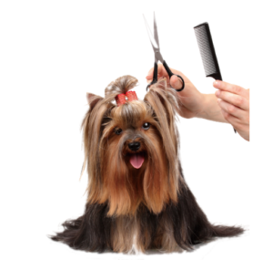 guarderia canina animal family