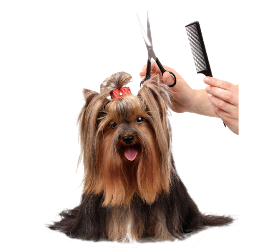 guarderia canina animal family