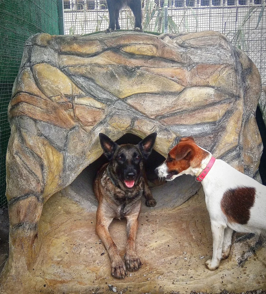 residencia canina holistican