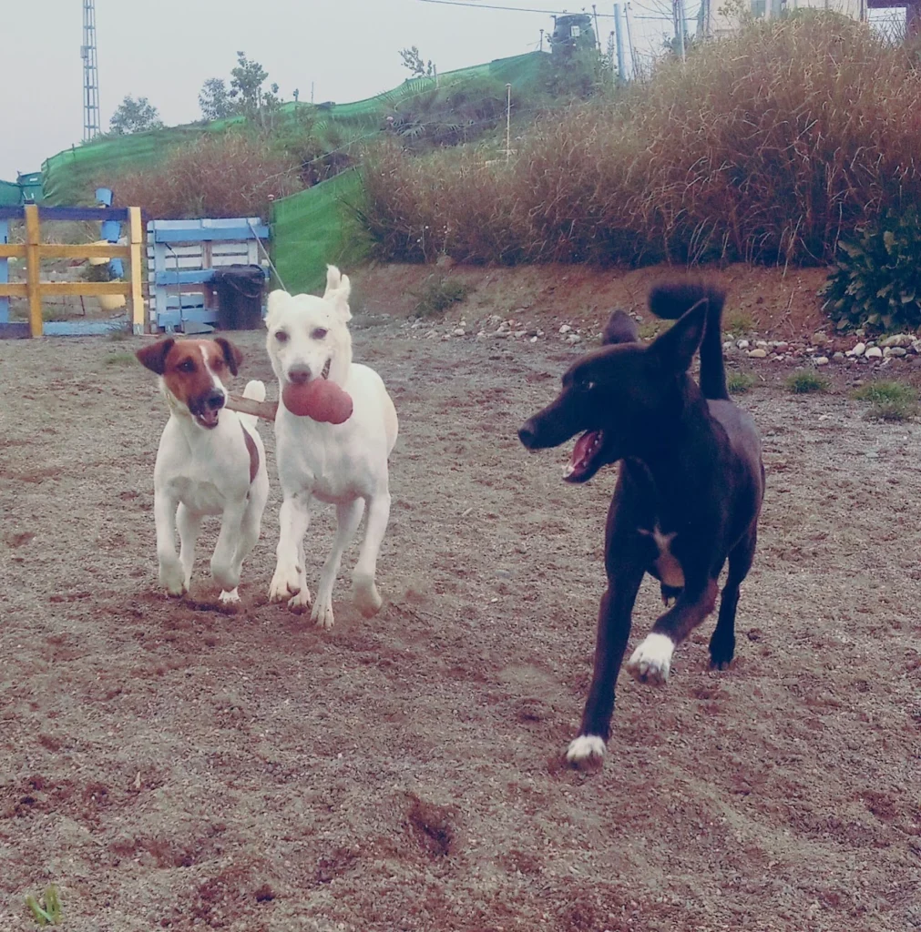 residencia canina holistican