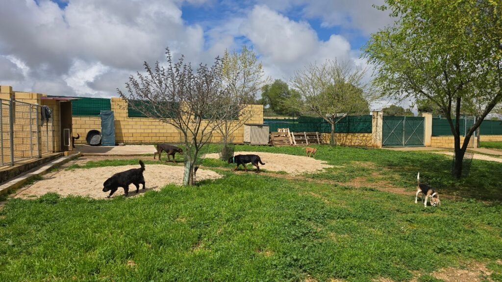 Residencia Canina 3 Patas – residencia canina en Madrid