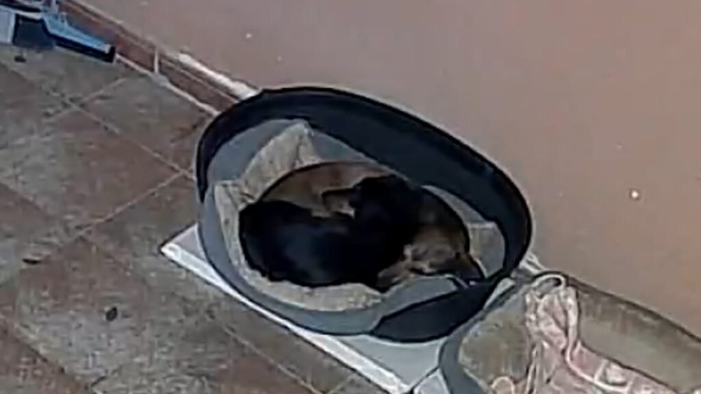 3 patas