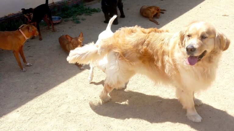el perro rosa